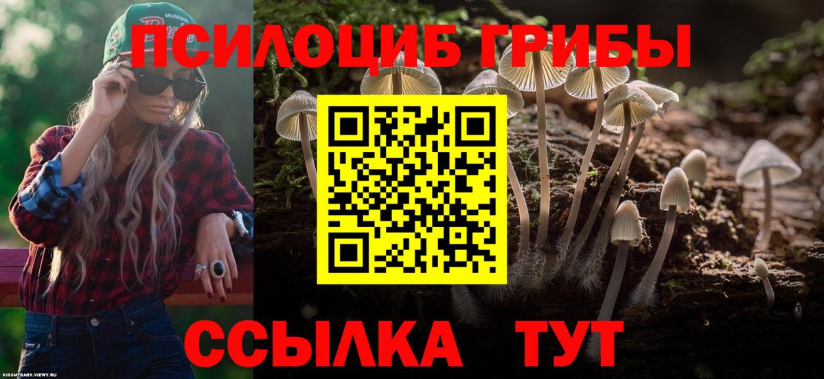 Галлюциногенные грибы Psilocybe Волоколамск